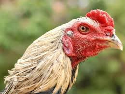 Jenis dan Ciri-Ciri Ayam Bangkok Birma Asli Kualitas Super (3)