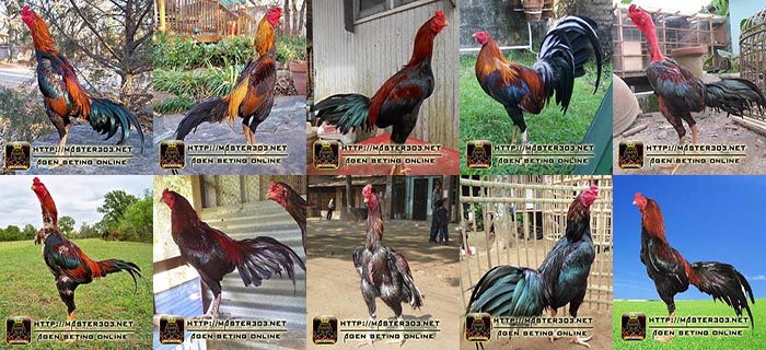 10 Jenis Ayam Aduan Yang Paling Bagus di Arena Sabung Ayam